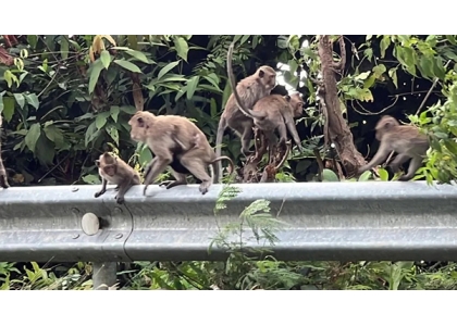 2024–03-25 猴子多扰民和游客 象岛国家公园花39万解决